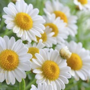 Camomille Romaine - Anthemis nobilis - capitules floraux 20g