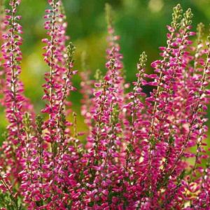 Bruyère - Calluna vulgaris - Fleur 40g