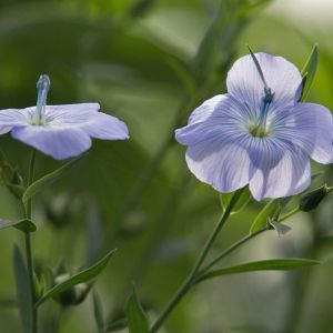 Lin - Linum usitatissimum - Graine 100g