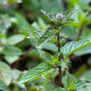 Menthe Poivrée - Mentha piperita - Feuilles 50g