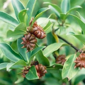 Badiane - Ilicium verum - Fruit 85gr