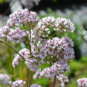 Valériane - Valeriana Officinalis - Racine 30 g