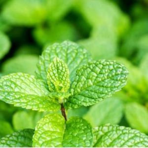 Menthe Douce - Mentha spicata - Feuilles 30g