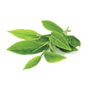 Thé Vert - Thea sinensis - feuilles 100g