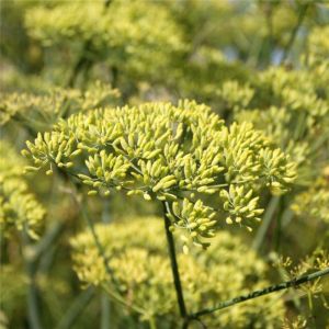 Anis Vert - Pimpinella anisum - Fruits 100g