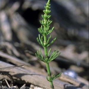 Prêle - Equisetum arvense - Parties aériennes 50g