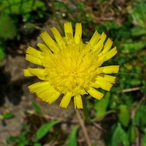 Piloselle - Hieracium pilosella - Parties aériennes 50g