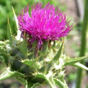 Chardon Marie - Silybum marianum - parties Aériennes 50g