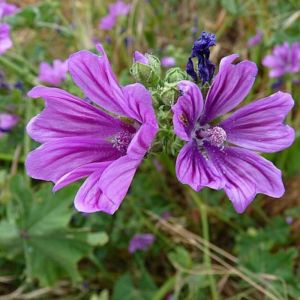 Mauve - Malva sylvestris - Fleurs 20g