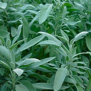 Sauge Officinale - Salvia officinalis - Feuilles 50g