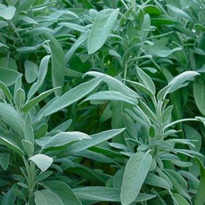 Sauge Officinale - Salvia officinalis - Feuilles 25g