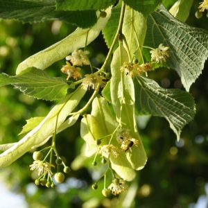 Tilleul - Tilia parvifolia - Bractée 45g