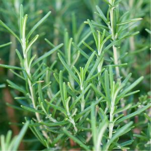 Romarin - Rosmarinus officinalis - Feuilles 60g