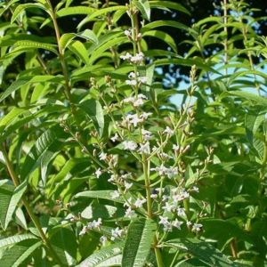 Verveine Odorante - Lippia citriodata - Feuilles 50g