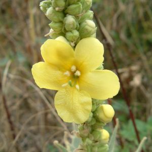 Bouillon Blanc - Verbascum thapsus - Fleurs 40g