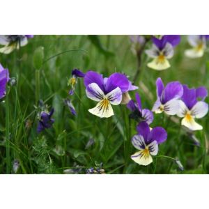 Pensée Sauvage - Viola tricolor - Sommités Fleuries 50g