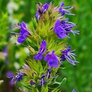 Hysope - Hyssopus officinalis - Feuille 50g