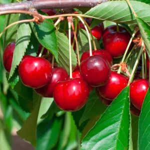 Cerisier - Prunus avium - Queues de cerises 50g