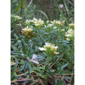 Sarriette - Satureja montana - Feuilles 100g