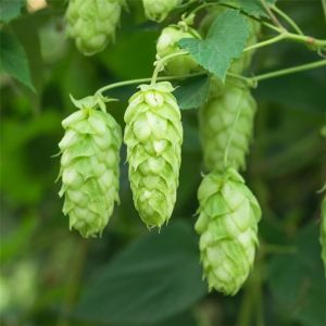 Houblon - Humulus lupulus - Cône 30g