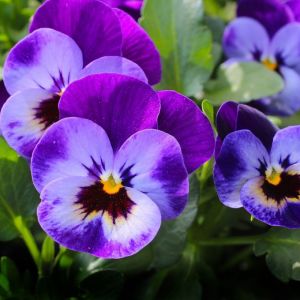 Violette - viola odorata - Fleurs 30g