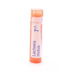 Laches mutus Tube 7ch
