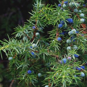 Genévrier - Juniperus communis - Baies 100g