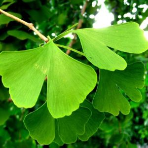 Ginkgo - Ginkgo biloba - feuilles 50g