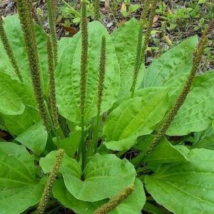 Plantain - Plantago major - Feuilles 50g