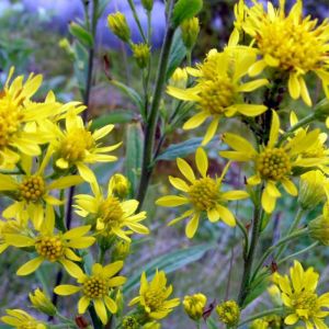 Verge d'or - Solidago virga-aurea - Parties aériennes 100g