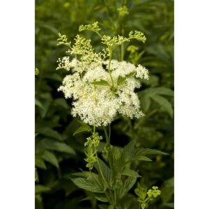 Reine Des Prés - Spiraea ulmaria - Sommité Fleuries 50g