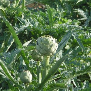 Artichaut - Cynara scolymus -  Feuilles 40g