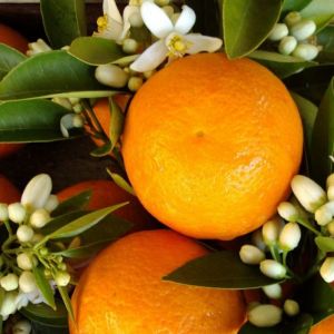 Oranger Amer - Citrus aurantium - Zestes 100g