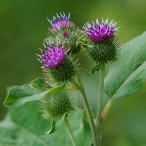 Bardane - Arctium majus - Racines 50gr