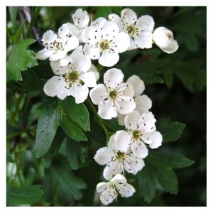Aubépine -  Crataegus monogyna - Sommite Fleurie 40g