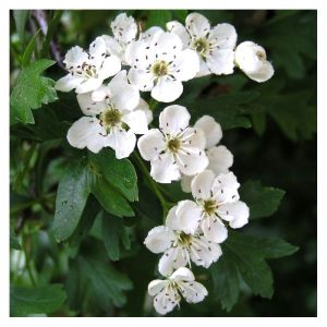 Aubépine -  Crataegus laevigata - Sommite Fleurie 50g