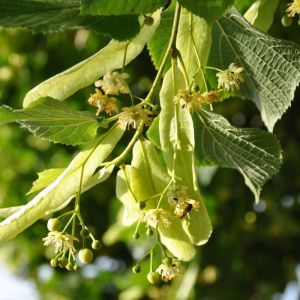 Tilleul - Tilia sylvestris - Aubier Rouge 50g