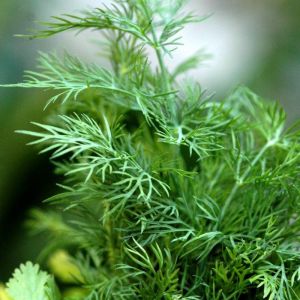 Aneth - Anethum graveolens - Feuilles Coupées 40g