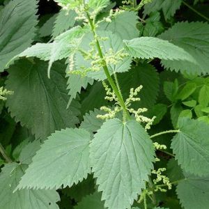 Ortie - Urtica dioica - Feuilles 50g