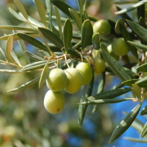 Olivier - Olea europaea - Feuilles 50g