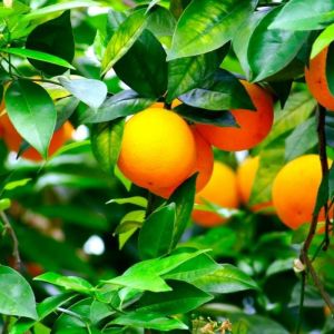 Oranger - Citrus aurantium - Feuilles 30g