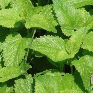 Melisse - Melissa officinalis - Feuilles 30g