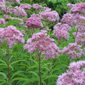 Eupatoire - Eupatorium cannabinum - Parties Aériennes 50g