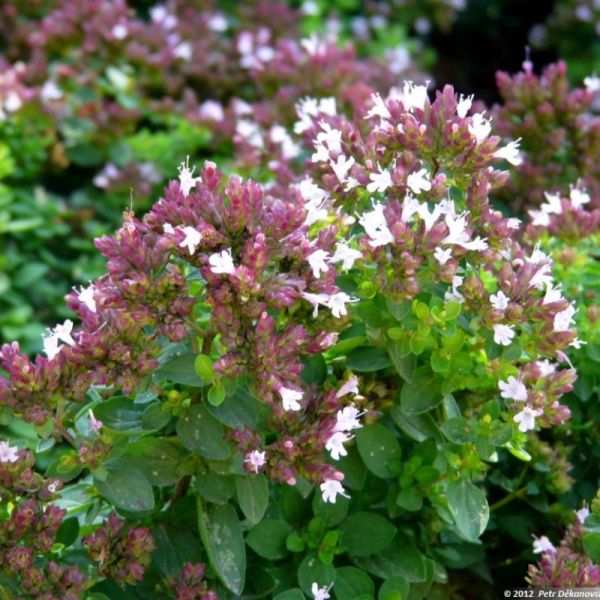 Origan - Origanum vulgare - Feuilles 50g