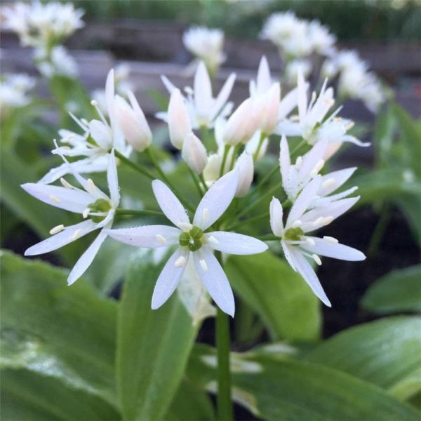 Ail des Ours - Allium Ursinum - Feuilles coupées 50g