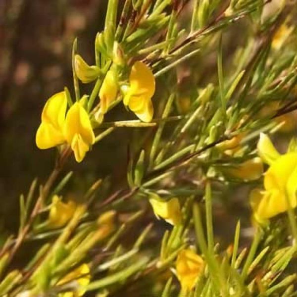 Rooibos - Aspathalus linearis - Parties Aériennes 75g