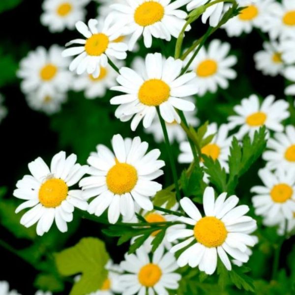 Matricaire - Chamomilla suaveolens - Fleur 30g