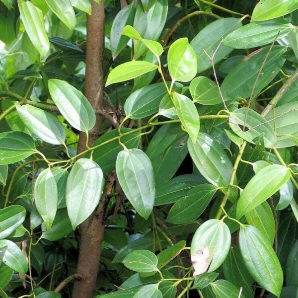 Cannelle - Cinnamomum verum - Ecorce 30g
