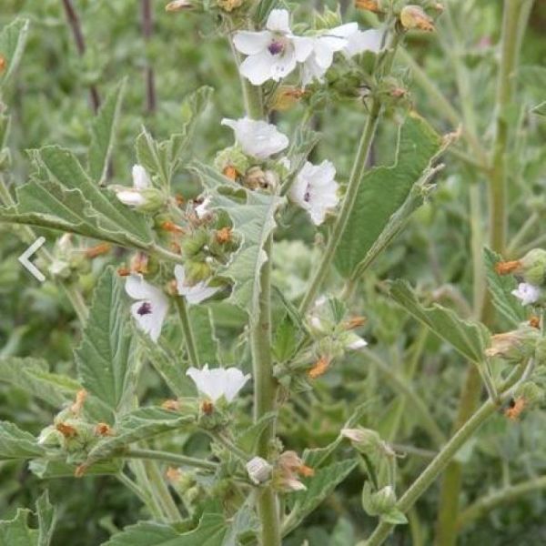 Guimauve - Althaea officinalis - Racine 40g