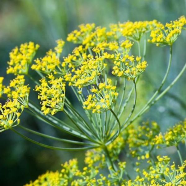 Fenouil - Foeniculum vulgare - Fruits 50g